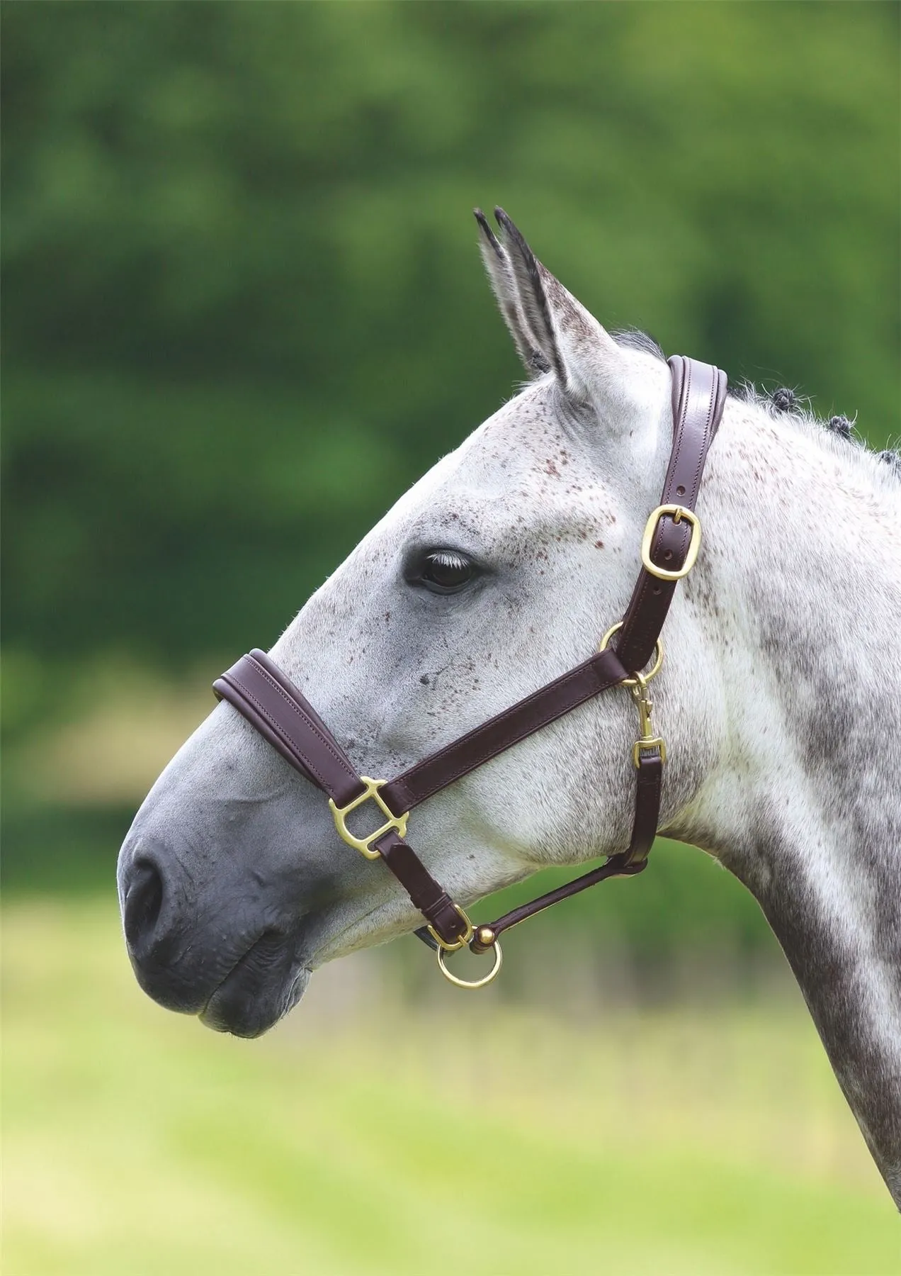 Shires Velociti GARA Leather Travel Headcollar